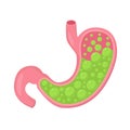 Stomach icon. Human internal organs.