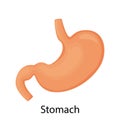 Stomach icon. Human internal organs symbol. Digestive system anatomy. Vector illustration in flat style isolated on white Royalty Free Stock Photo