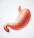 Stomach Royalty Free Stock Photo