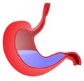 The stomach image