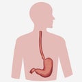 Stomach Image vector