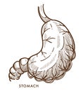 Stomach internal organ isolated sketch vector illustration