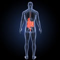 Stomach and intestine with circulatory system posterior view