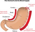 The Stomach and its Blood Supply