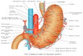 The Stomach and its Blood Supply