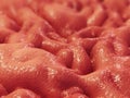 Stomach lining Royalty Free Stock Photo