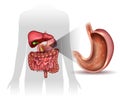Stomach lining Royalty Free Stock Photo