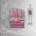 Stomach lining DNA background Royalty Free Stock Photo