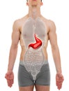 Stomach Male - Internal Organs Anatomy - 3D illustration