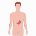 Stomach on man body silhouette vector medical illustration isolated on white background. Human inner organ placed in