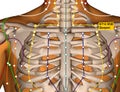 Acupuncture Point ST12 Quepen, Stomach Meridian