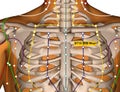 Acupuncture Point ST15 Wuyi, Stomach Meridian