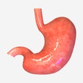 Stomach