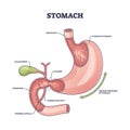 Stomach organ structure and medical digestive model anatomy outline diagram