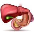 Stomach and other internal organs Royalty Free Stock Photo