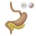 Stomach and pancreas. Human organs. Vector flat illustration and icons for design.