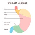 Stomach sections. The cardia, the fundus, the body, the antrum,