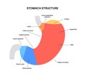 Stomach sections diagram