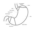 Stomach sections diagram