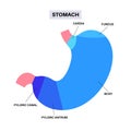 Stomach sections diagram