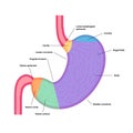 Stomach sections diagram