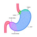 Stomach sections diagram