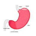 Stomach sections diagram