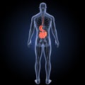 Stomach and small intestine with circulatory system posterior view