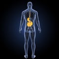 Stomach and small intestine with circulatory system posterior view