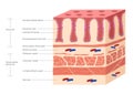 Stomach and small intestine lining , villi and gut