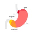 Stomach sections diagram