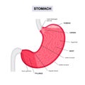 Stomach sections diagram