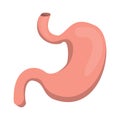 Stomach vector isolated. Internal organ, human anatomy