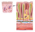 Stomach wall layers and gastric glands detailed anatomy