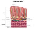 Stomach wall
