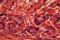 Stomach wall under a microscope Royalty Free Stock Photo
