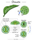 Stomata function and illustration