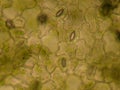 Stomata on a Leaf Royalty Free Stock Photo