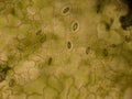 Stomata on a Leaf Royalty Free Stock Photo