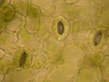 Stomata on a Leaf