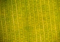 Stomata in the plant leaf