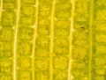 Stomata in the plant leaf