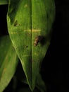 Stomoxys calcitrans is commonly called the stable fly