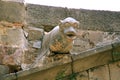 Stone animal gargoyle on church in Barcelona