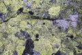 Stone background with lichen