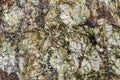 Stone background, sea stone texture Royalty Free Stock Photo