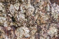 Stone background, sea stone texture Royalty Free Stock Photo
