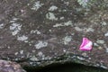 Stone background with single pink rose petal, wet from rain