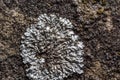 A stone background with textured surface and Lichen Moss. Pattern mineral with rough structure and lichen. mountain backdrop.