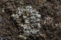 A stone background with textured surface and Lichen Moss. Pattern mineral with rough structure and lichen. mountain backdrop.